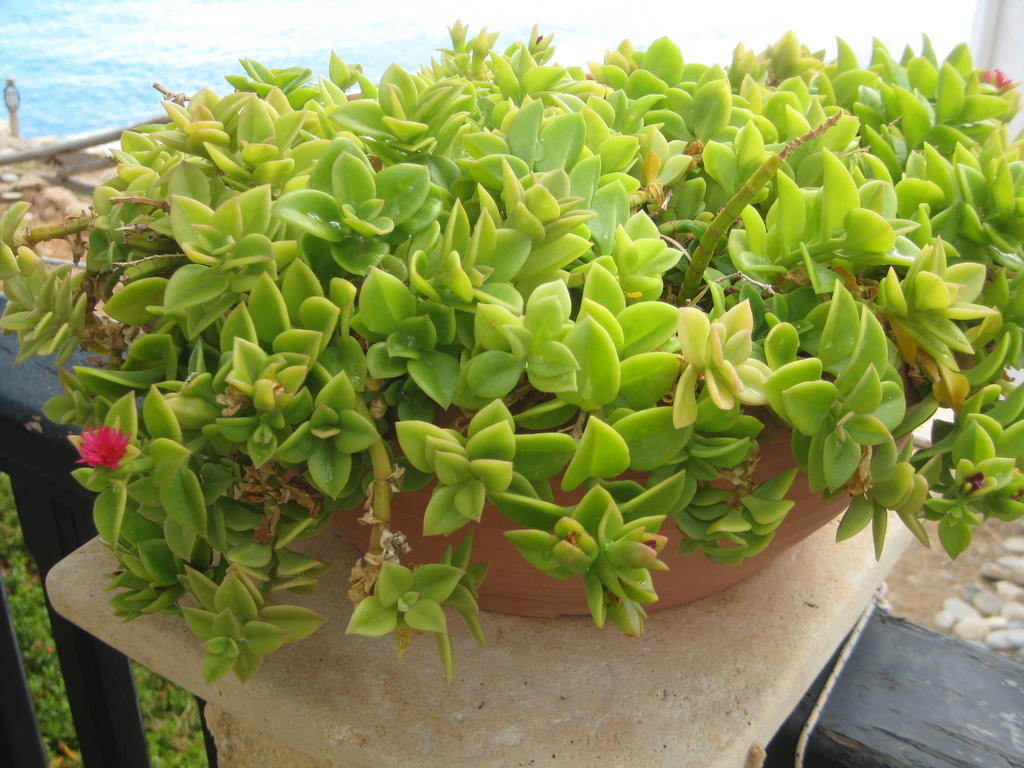 Coral Front Beach Zakros Ngoại thất bức ảnh